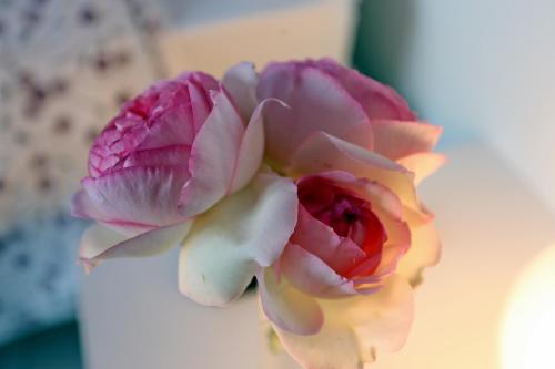 two pink and white flowers sitting on a table at Agriturismo Argaland in Parma