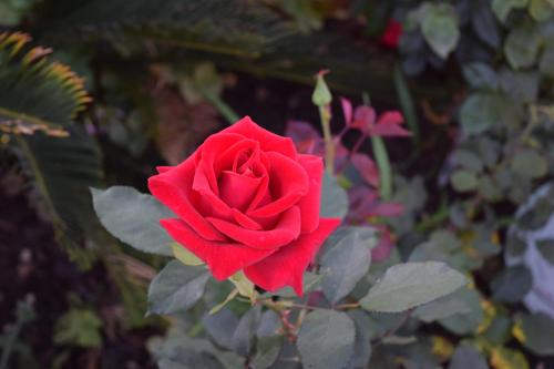 Gallery image of Rose Garden Inn in Santa Barbara