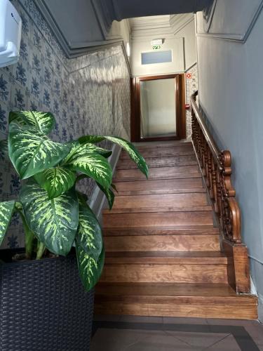 a stairway with a large green plant on it at A Beira Hostel in Aveiro