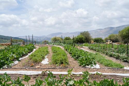 a field of crops with mountains in the background at Rom Farm by Glow - חוות רום in Kammon