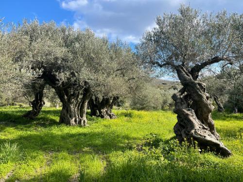a row of olive trees in a field of grass at Kynthia Suite - Escape to Seaside Makry Gialos in Makry Gialos