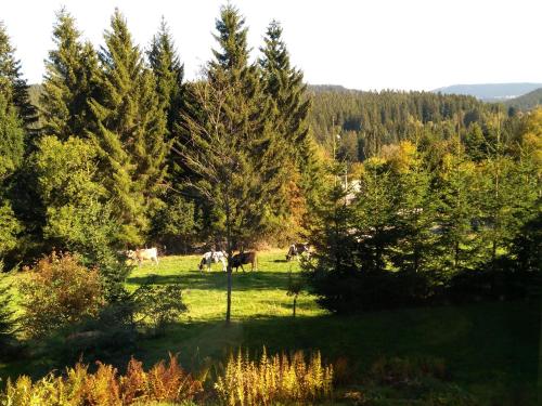 Fotografie z fotogalerie ubytování Haslehaus v destinaci Feldberg