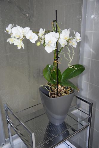 a plant in a pot on a glass table at Garconniere im ehemaligen Hotel Austria in Gmunden