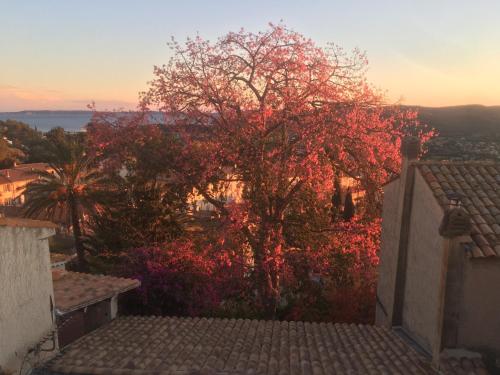 a tree with red leaves on it next to a house at Studio Liège, vue mer au village de Bormes les Mimosas in Bormes-les-Mimosas