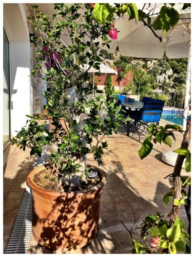 una pianta in vaso in un vaso su un patio di Villa Valo a Kalkan