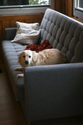 a dog laying on top of a couch at Domki na Widoku in Lubomierz