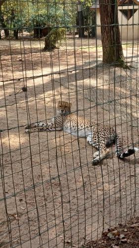 a cage with a cheetah laying on the ground at Les Charmettes - SIBLU in Les Mathes