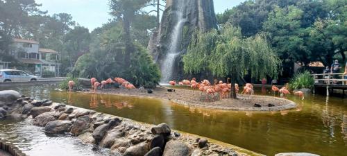 a group of pink flamingos in a pond in a park at Les Charmettes - SIBLU in Les Mathes