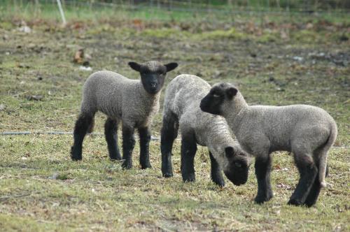 a group of three sheep standing in a field at Roing B&B in Hijken