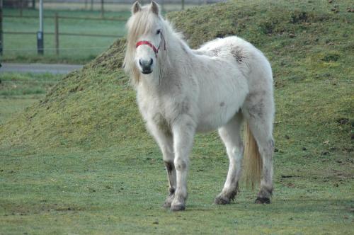 a white horse standing on a grass field at Roing B&B in Hijken
