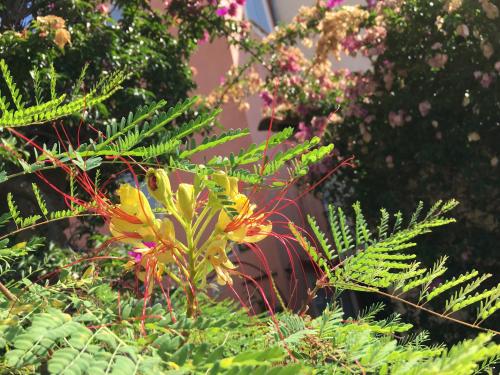 a group of plants and flowers in a garden at Studio 3 pers coeur de village Bormes les Mimosas in Bormes-les-Mimosas