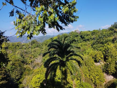 a palm tree in the middle of a forest at Finca Makambu in Platanillo