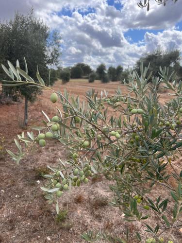 a tree with lots of fruit on it in a field at Masseria Battaglini in Martina Franca