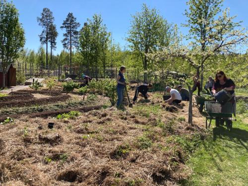 a group of people working in a garden at STF Växhuset Hostel in Bodarne