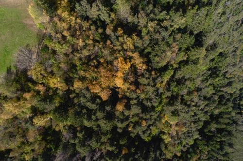an overhead view of a forest filled with trees at Panoramahotel Huberhof in Maranza