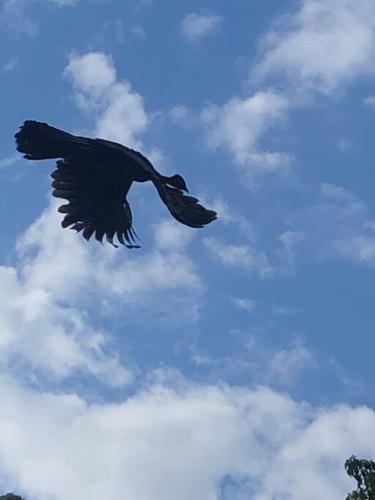 Φωτογραφία από το άλμπουμ του Casa Colibrí σε Tilarán