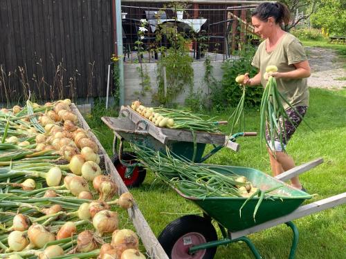 a woman standing next to a wheelbarrow of vegetables at STF Växhuset Hostel in Bodarne