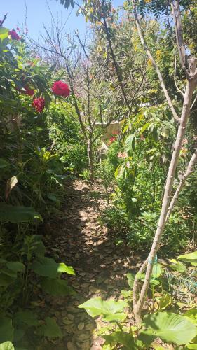a garden with trees and flowers on a path at Matrimonial - Baño Privado in La Serena