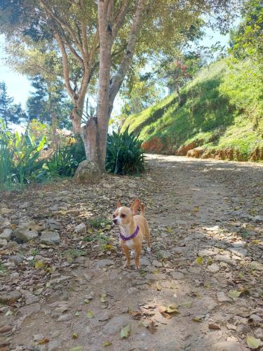 a small dog standing on a dirt road at La Casona don Miguel in San Marcos