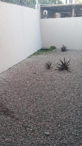 dos plantas en el suelo junto a una pared blanca en Casa duplex, en Caucaia