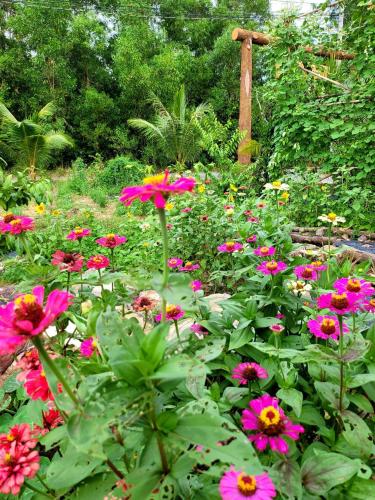Vườn quanh Sakura Mura Homestay Phú Quốc