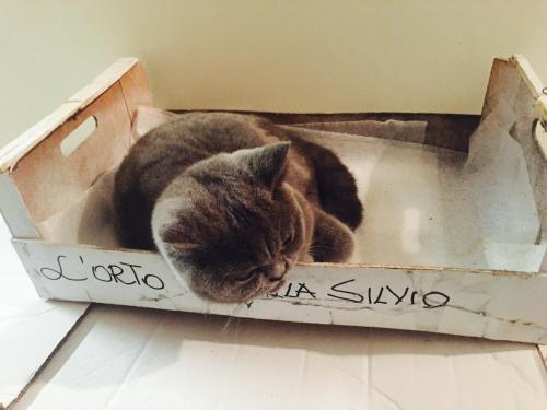 a cat is sleeping in a cardboard box at Villa Silvio in Civitanova Alta