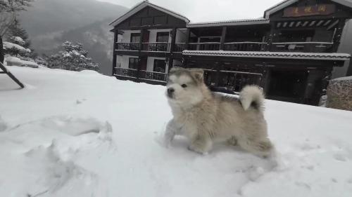 a dog standing in the snow in front of a house at Zhangjiajie Mountainside in Zhangjiajie