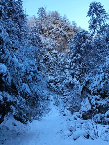 a snow covered path in a forest with trees at Le Castel d'olmes in Laroque-dʼOlmes