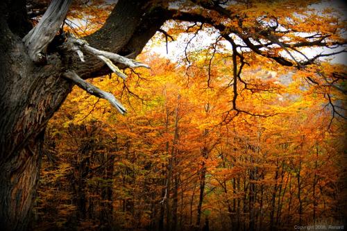 a group of trees with autumn leaves at Don Pepe Hotel y Cabañas in El Calafate