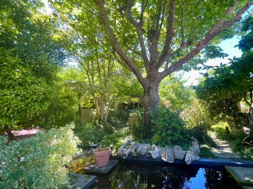 a garden with a pond and a large tree at Serene Garden Flat in Ceres