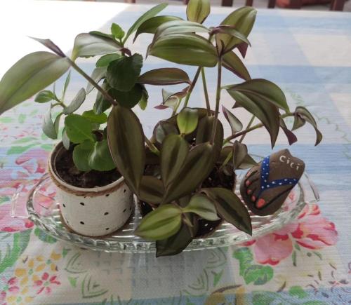 two potted plants are sitting on a table at CiciHome in Qusar