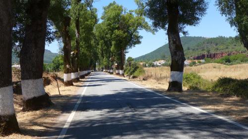 an empty road with trees on either side at Casa da Rua Nova in Castelo de Vide
