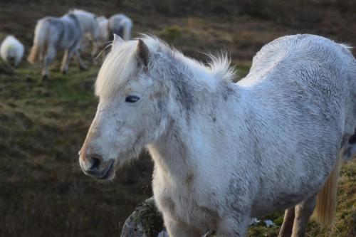 a white horse is standing in a field at Pod Beag beside the sea Isle of Eriskay in Eriskay