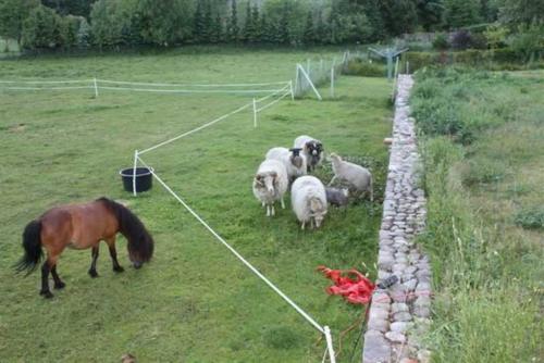 un grupo de ovejas y un caballo en un campo en Landhaus Damerow 1, en Federow