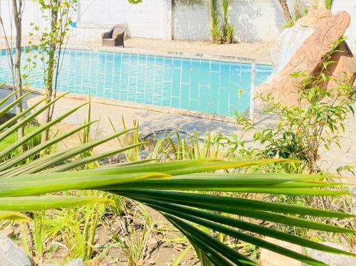 a palm plant in front of a swimming pool at Royal Olympia Lodge Lusaka in Lusaka