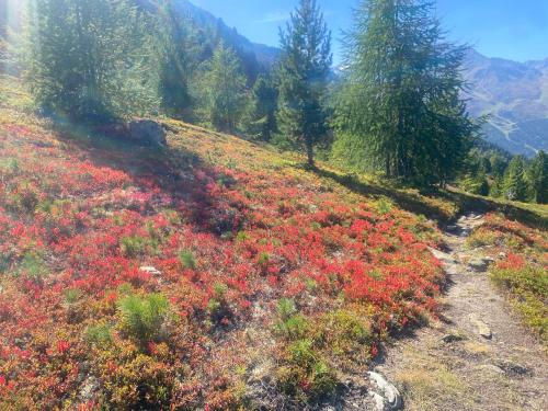 a field of red flowers on a hill with trees at Sportpension Rubin in Sölden