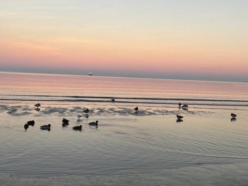 a group of ducks swimming in the water on a beach at Villa Gudrun - 569 mit eigener Sauna, Dachterrasse, kleiner Meerblick in Binz