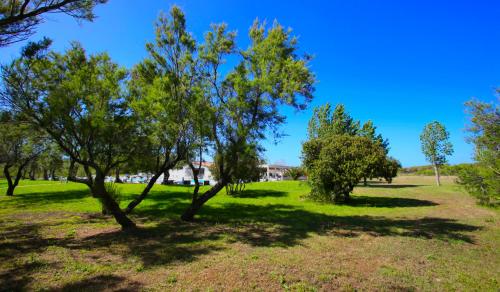 a group of trees in a grassy field at Resort Abbaia Ba in Budoni