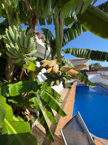 a bunch of bananas hanging from a tree next to a pool at Villa Juani in Vinarós