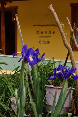 a group of purple flowers in a yard at Zina's House in Troulos