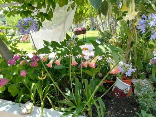 a garden filled with lots of different colored flowers at Zina's House in Troulos