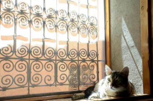 a cat laying on a window sill next to a door at Maison d'hôtes Dar El Nath in Ouarzazate