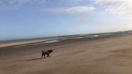 een hond die op een strand bij de oceaan wandelt bij Appartement sur la plage de Malo les bains vue mer in Duinkerke