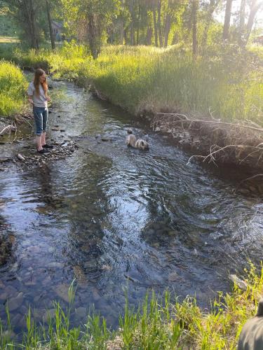 a woman and a dog crossing a stream at Antlers on the Creek Bed & Breakfast in Durango