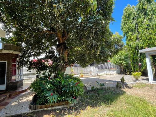 a tree in front of a house with plants at Kowlessur Residence in Surinam