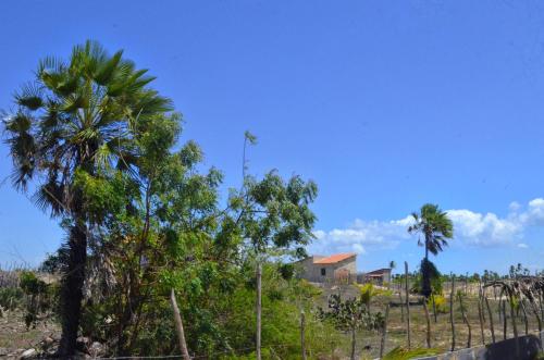 eine Palme auf einem Feld mit einem Zaun in der Unterkunft Alto das Carnaúbas Chalé in Luis Correia