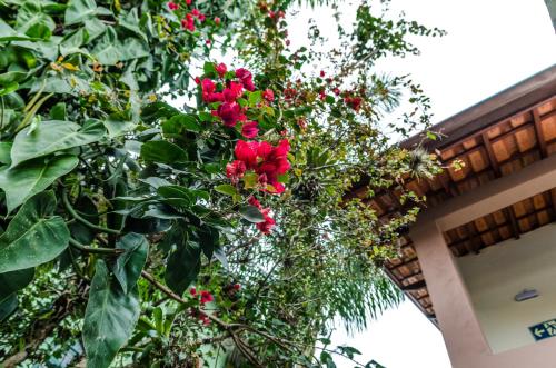 a tree with red flowers in front of a building at Pousada Vila da Praia in Bertioga