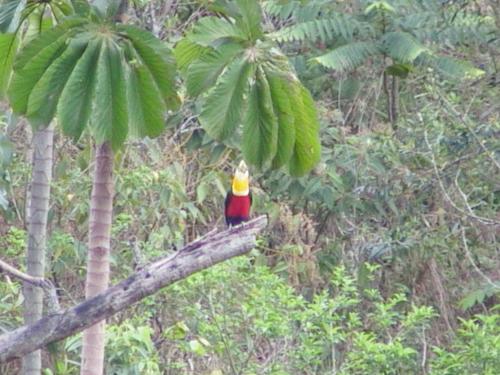 a bird sitting on top of a tree branch at Chorinho Dàgua, Um paraiso na Mantiqueira in São José dos Campos
