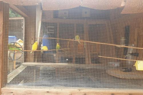 une cage remplie d'oiseaux colorés dans une pièce dans l'établissement La Petite maison sympa avec piscine et bbc JO 2024, à Saint-Fargeau