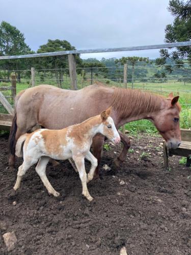 Tiere in diesem Bauernhof oder in der Nähe